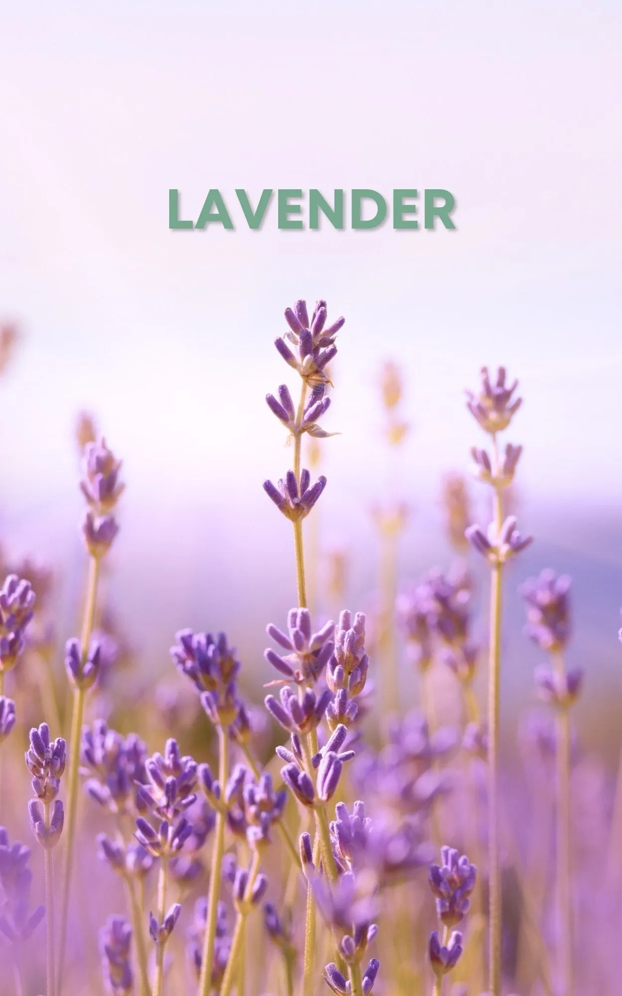 Amethyst Limited Edition Organic 1/2oz Eau de Toilette Mini by Sage