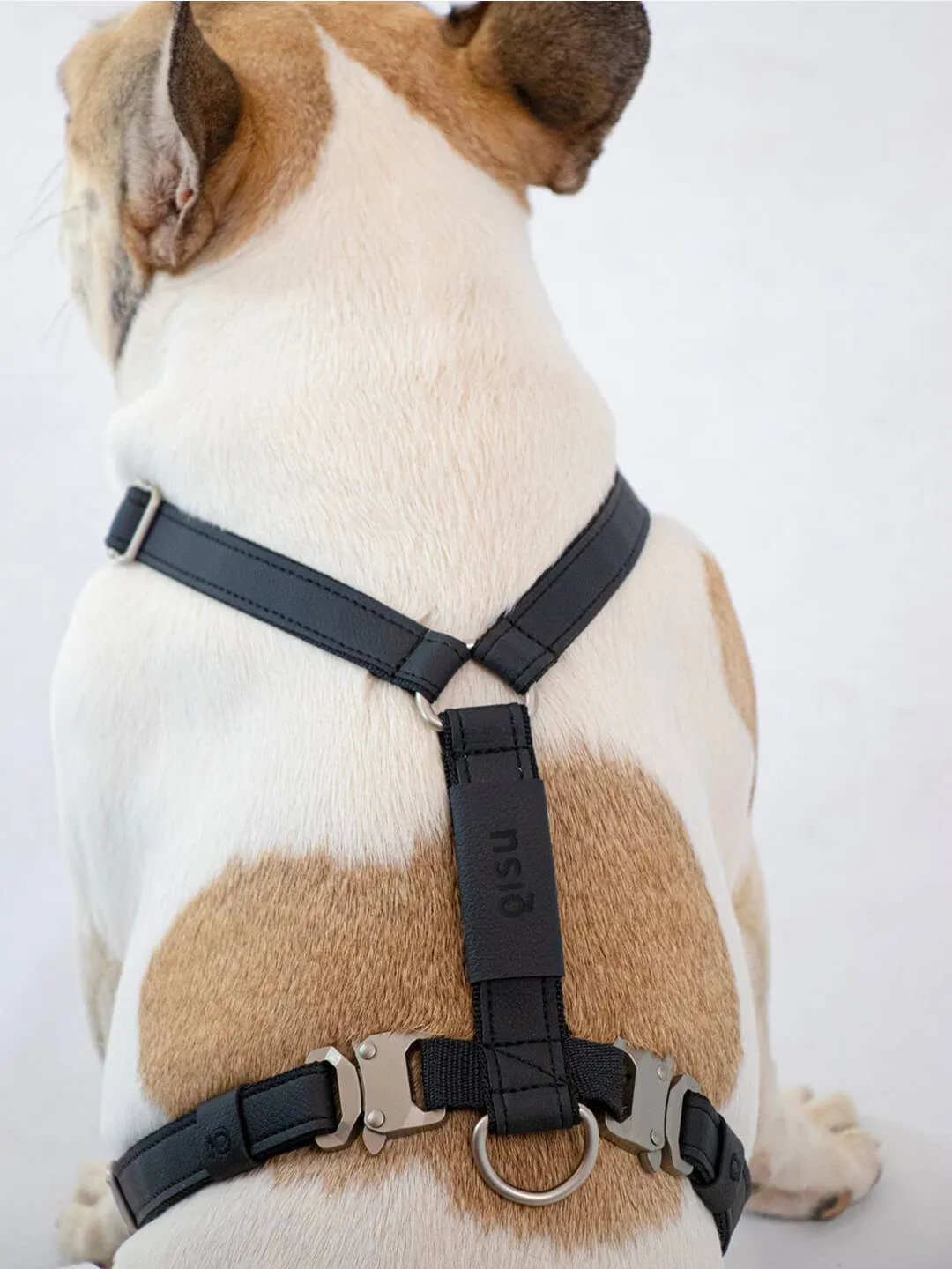 Qisu - Dog Harness | Air Collection: / Kiwi
