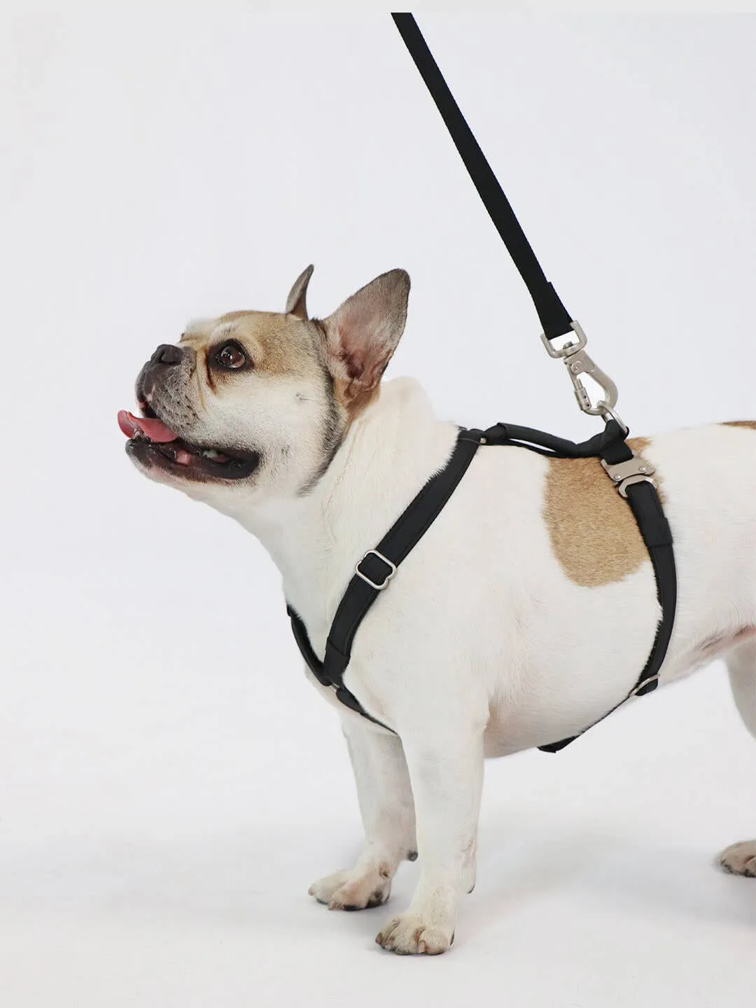 Qisu - Dog Harness | Air Collection: / Kiwi