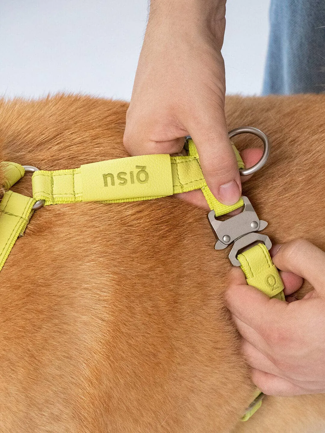 Qisu - Dog Harness | Air Collection: / Kiwi