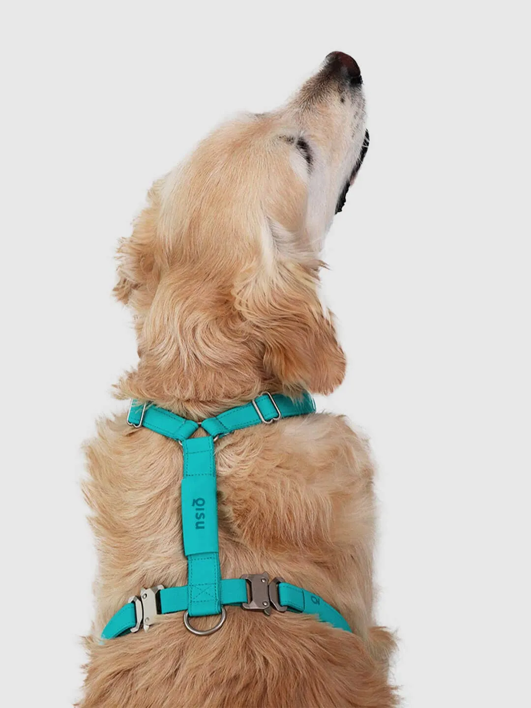 Qisu - Dog Harness | Air Collection: / Kiwi